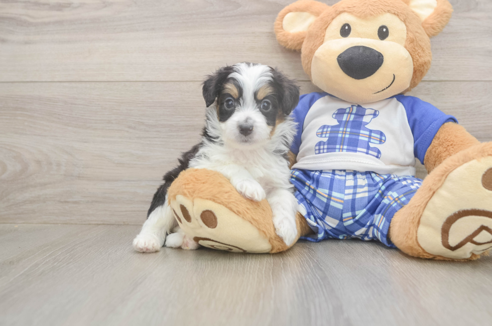 5 week old Mini Aussiedoodle Puppy For Sale - Puppy Love PR