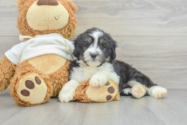 Meet Ozzie - our Mini Aussiedoodle Puppy Photo 1/3 - Puppy Love PR Friendly Mini Aussiedoodle Baby