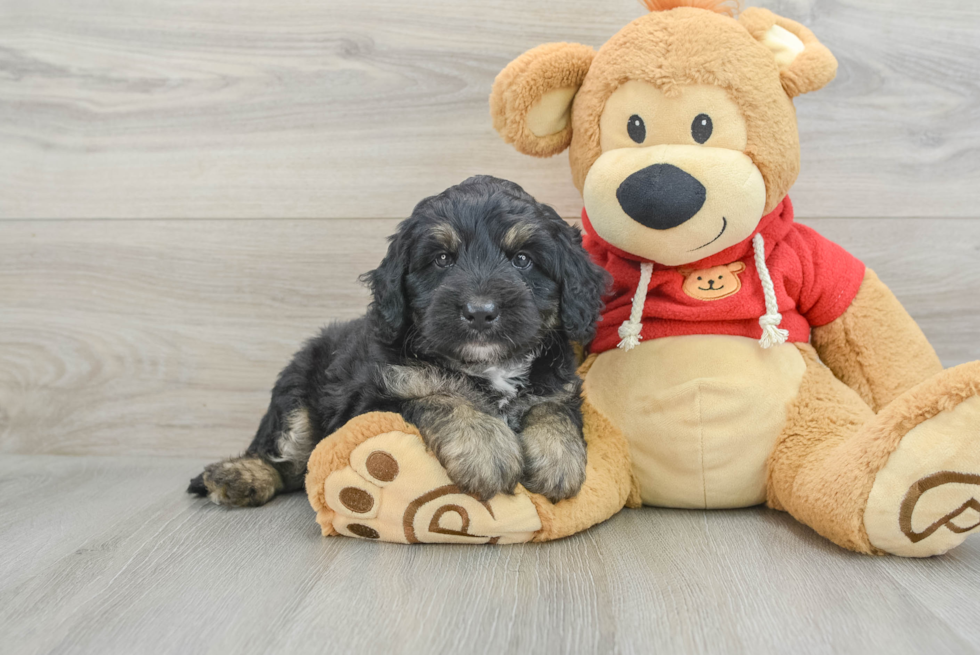 Mini Aussiedoodle Pup Being Cute