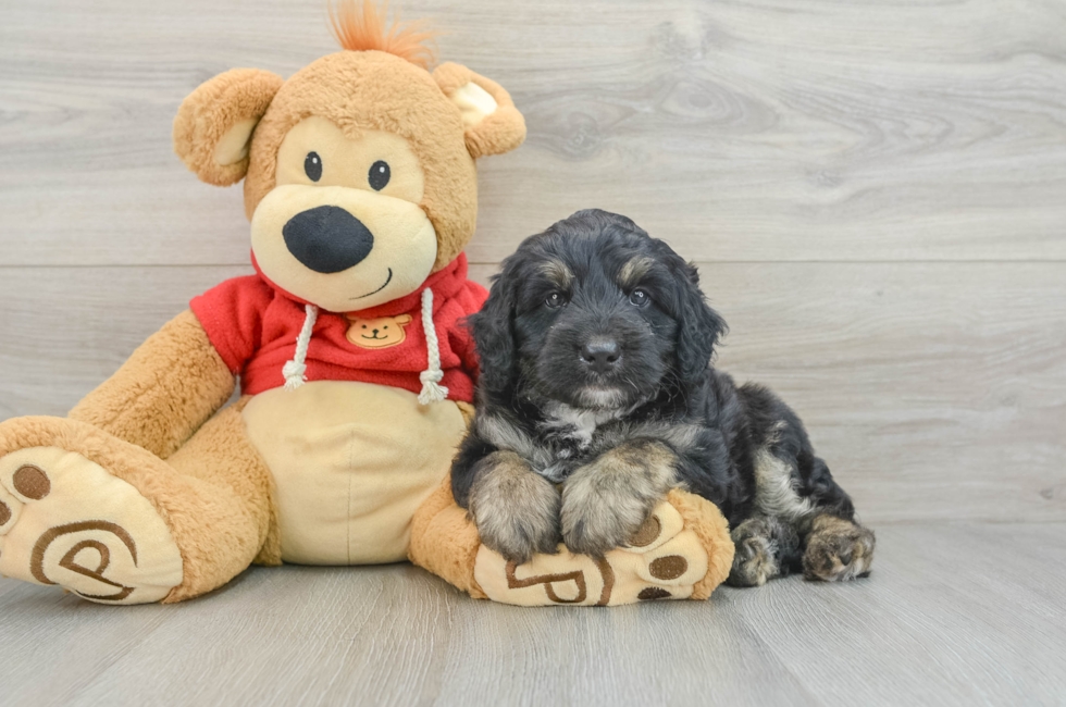 7 week old Mini Aussiedoodle Puppy For Sale - Puppy Love PR