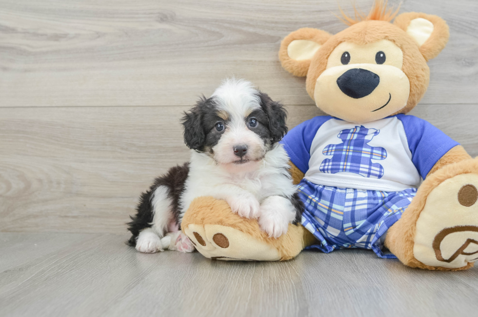 6 week old Mini Aussiedoodle Puppy For Sale - Puppy Love PR