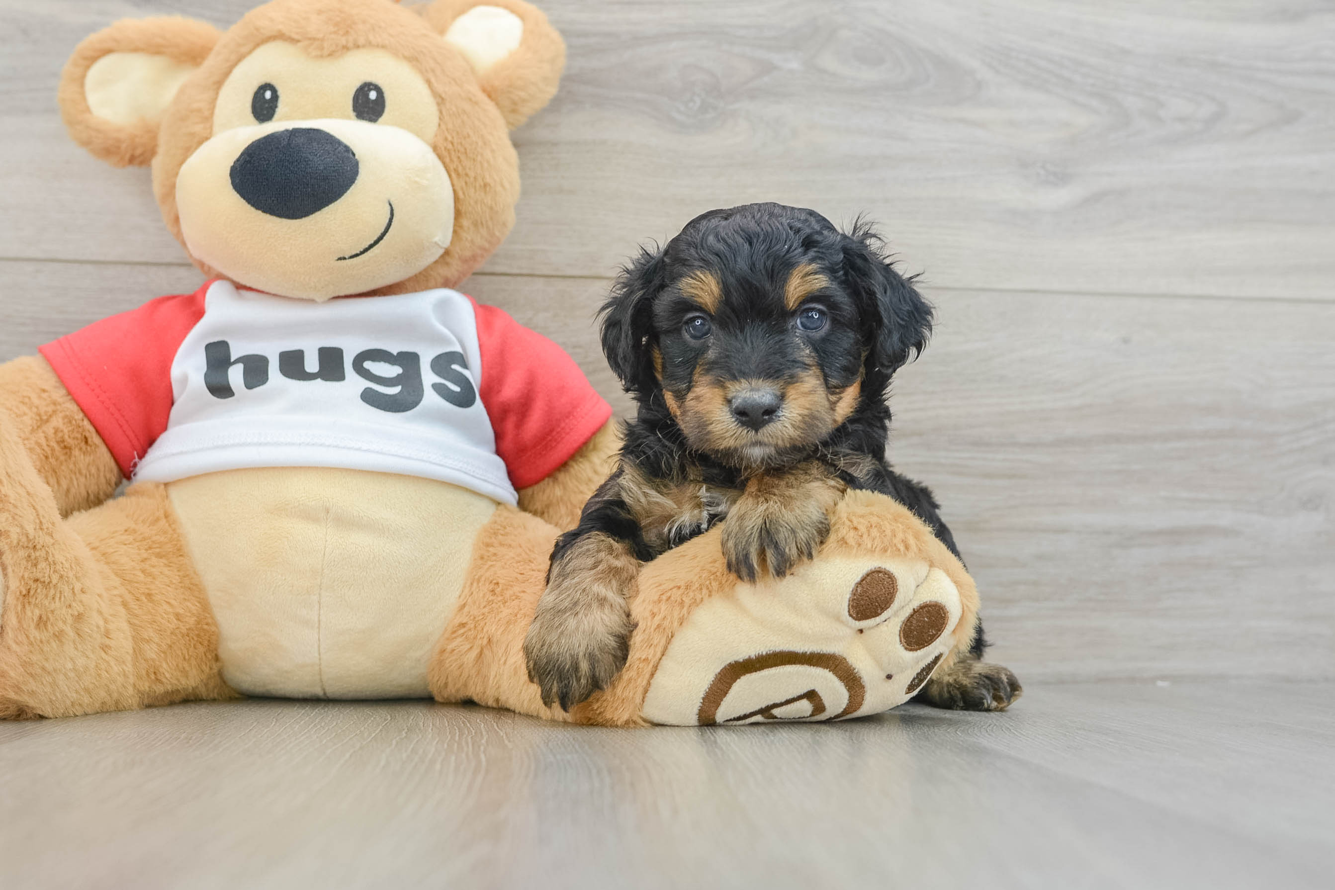 Mini Aussiedoodle Pup Being Cute
