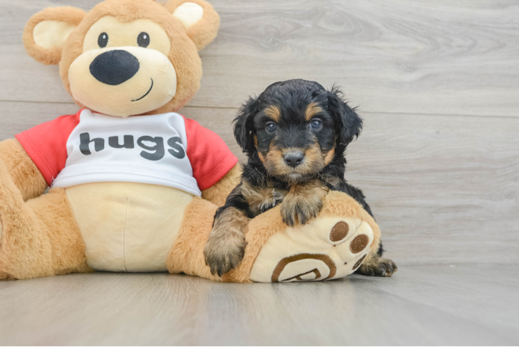 Mini Aussiedoodle Pup Being Cute