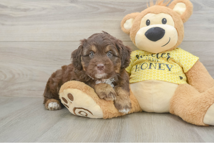 Funny Mini Aussiedoodle Poodle Mix Pup