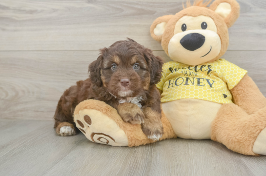 Funny Mini Aussiedoodle Poodle Mix Pup