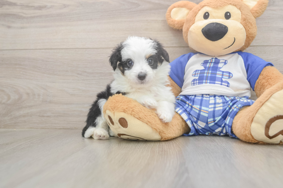 5 week old Mini Aussiedoodle Puppy For Sale - Puppy Love PR