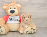 9 week old Mini Aussiedoodle Puppy For Sale - Puppy Love PR