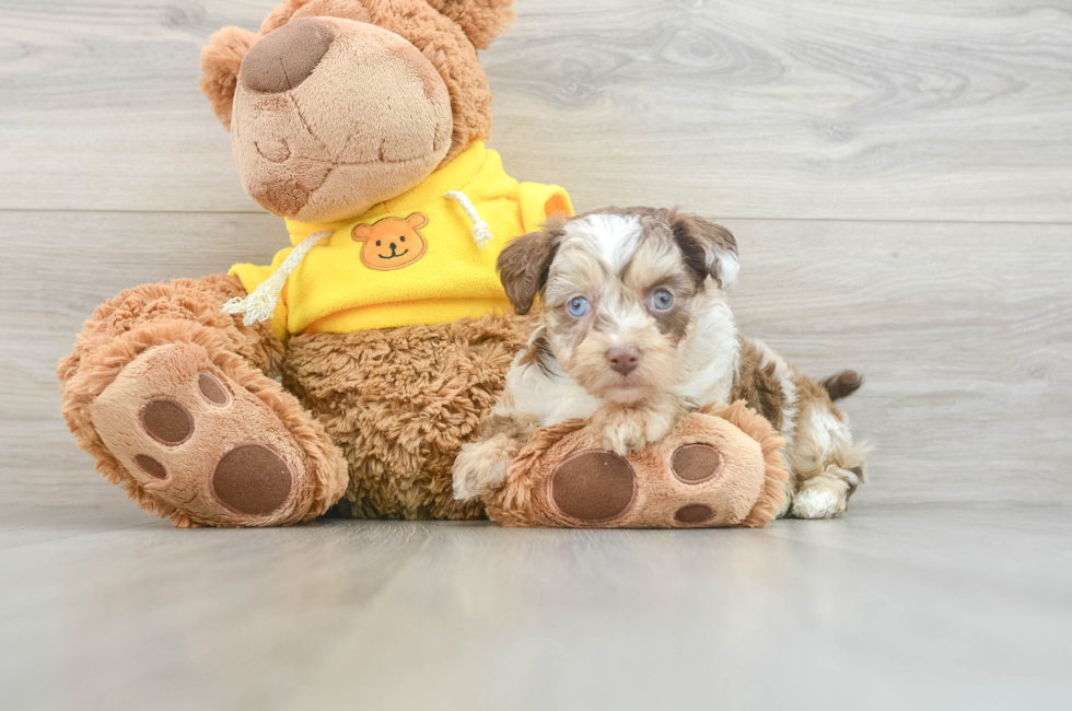 6 week old Mini Aussiedoodle Puppy For Sale - Puppy Love PR