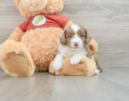 7 week old Mini Aussiedoodle Puppy For Sale - Puppy Love PR