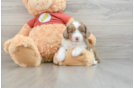 Playful Mini Aussiepoodle Poodle Mix Puppy