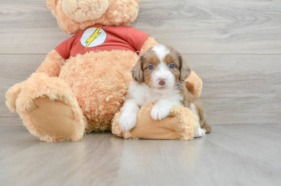 7 week old Mini Aussiedoodle Puppy For Sale - Puppy Love PR