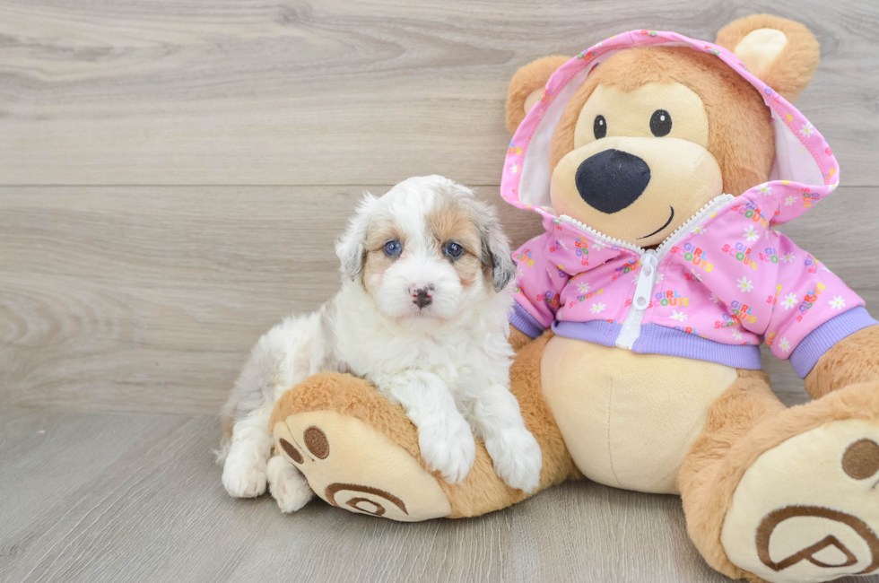 5 week old Mini Aussiedoodle Puppy For Sale - Puppy Love PR