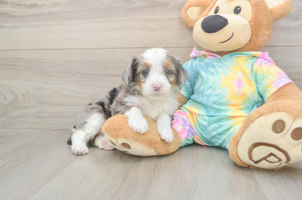 5 week old Mini Aussiedoodle Puppy For Sale - Puppy Love PR