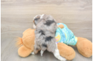 Mini Aussiedoodle Puppy for Adoption