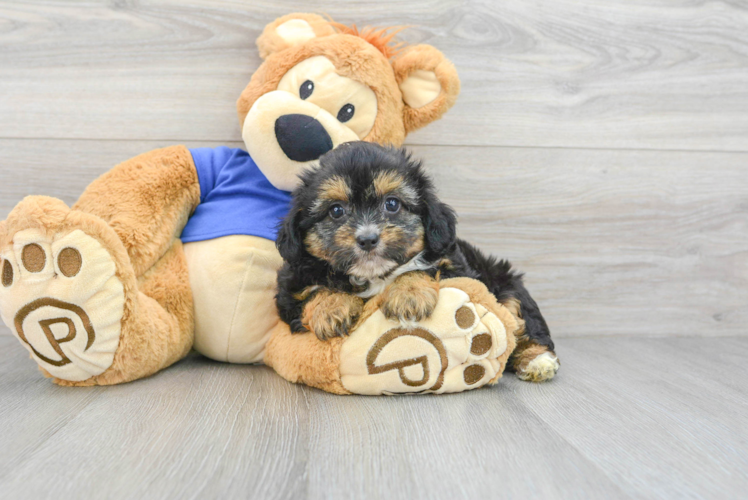 Meet Pancakes - our Mini Aussiedoodle Puppy Photo 1/3 - Puppy Love PR Cute Mini Aussiedoodle Baby