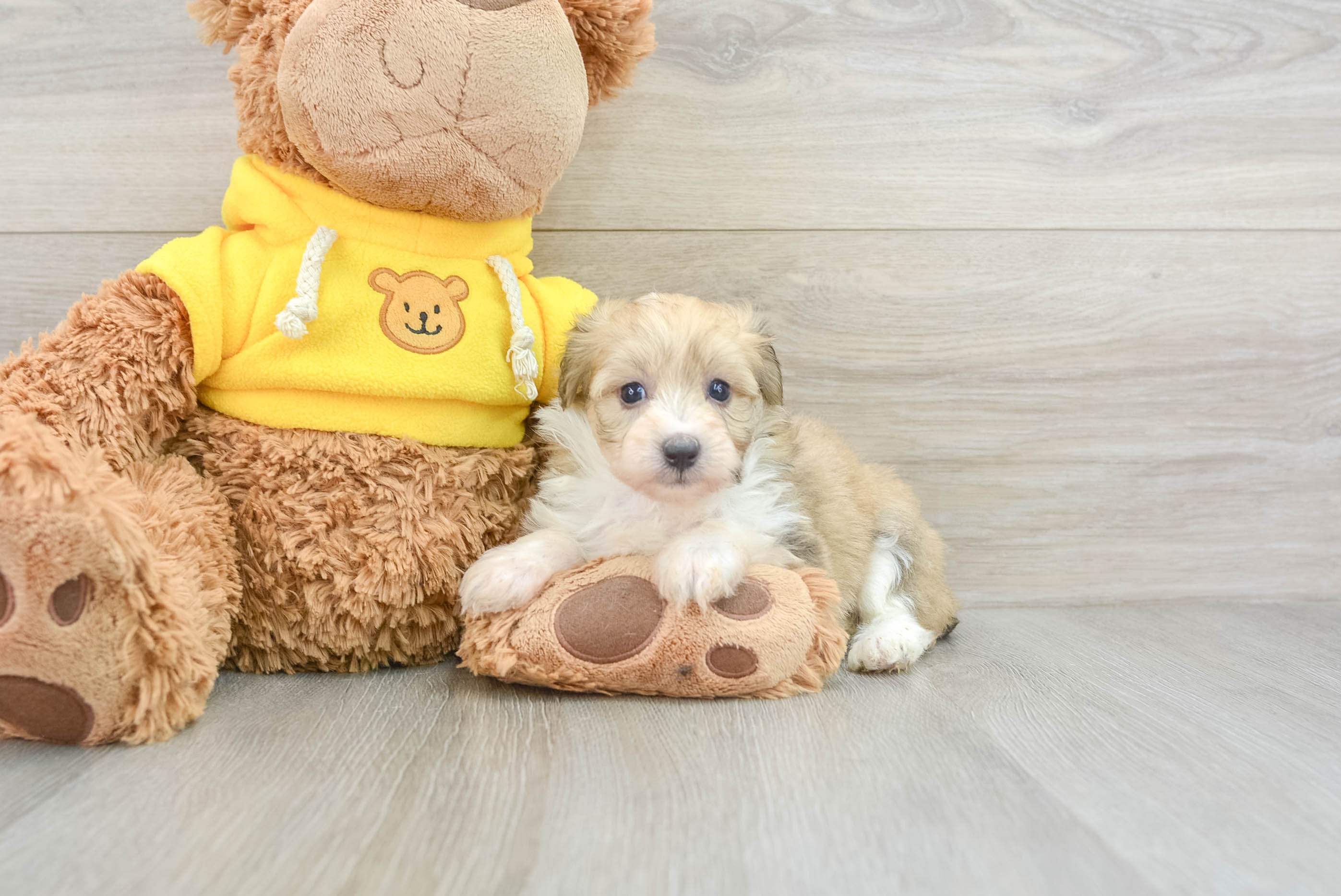 Mini Aussiedoodle Pup Being Cute