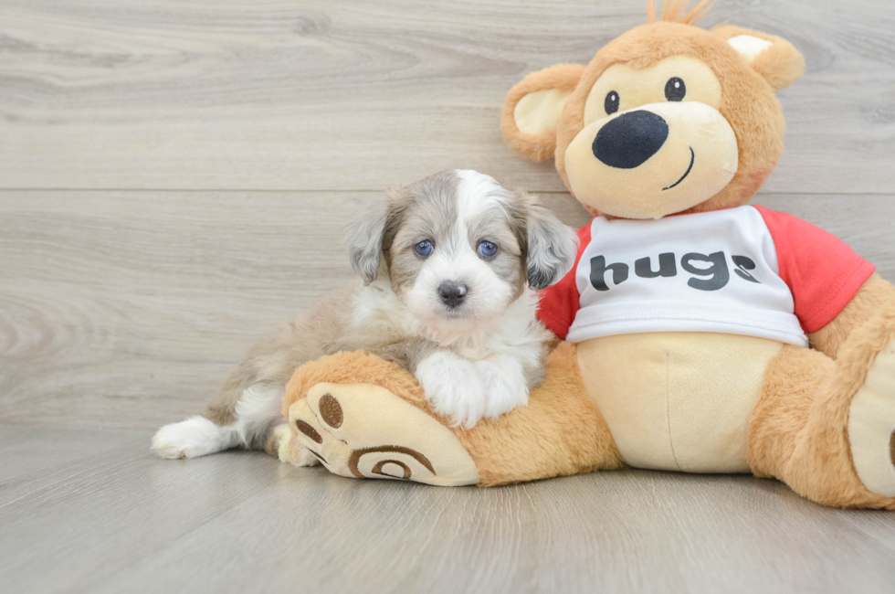 7 week old Mini Aussiedoodle Puppy For Sale - Puppy Love PR