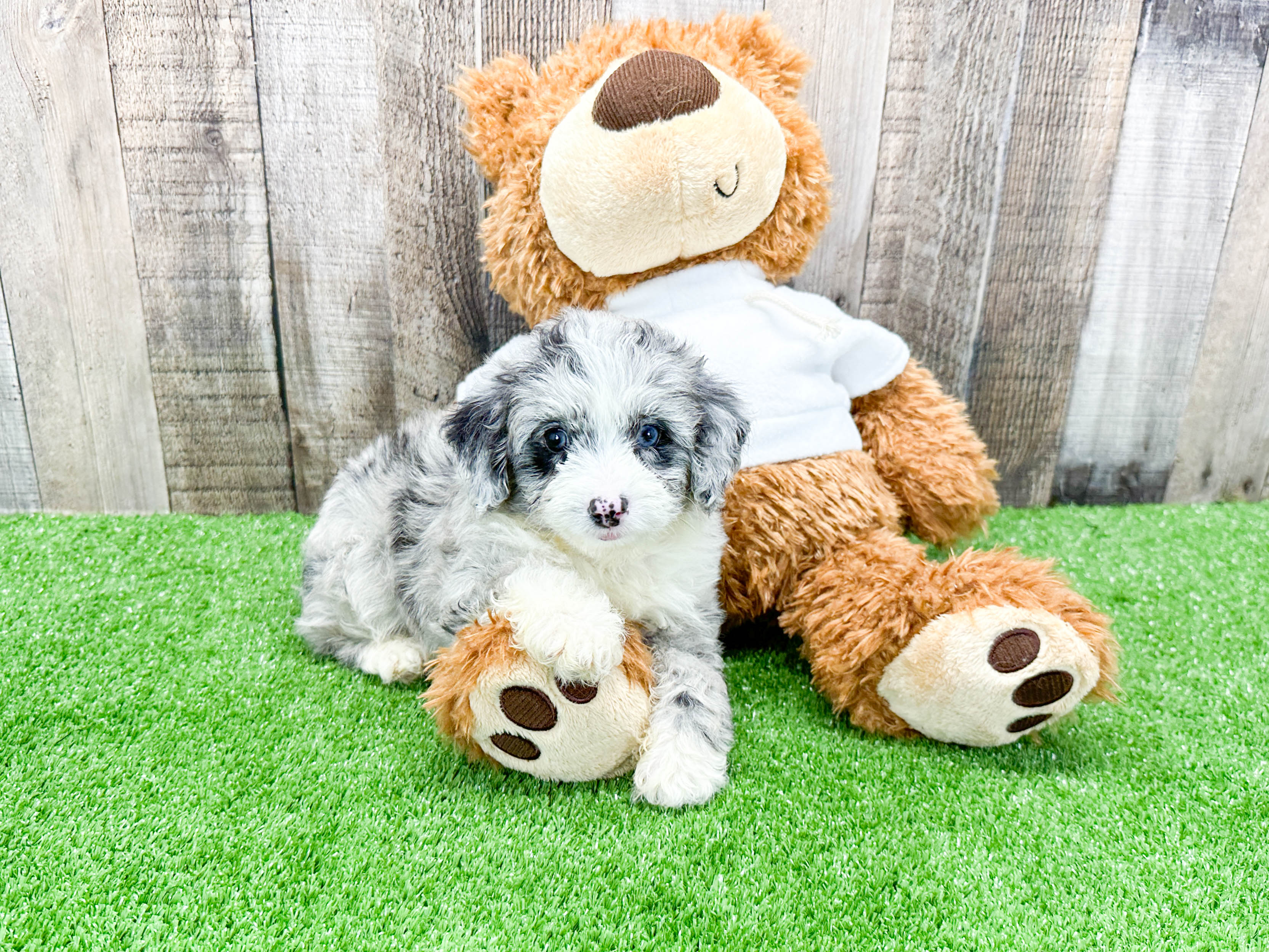 Cute Mini Aussiedoodle Panerai 3lb 9oz Doodle Puppy