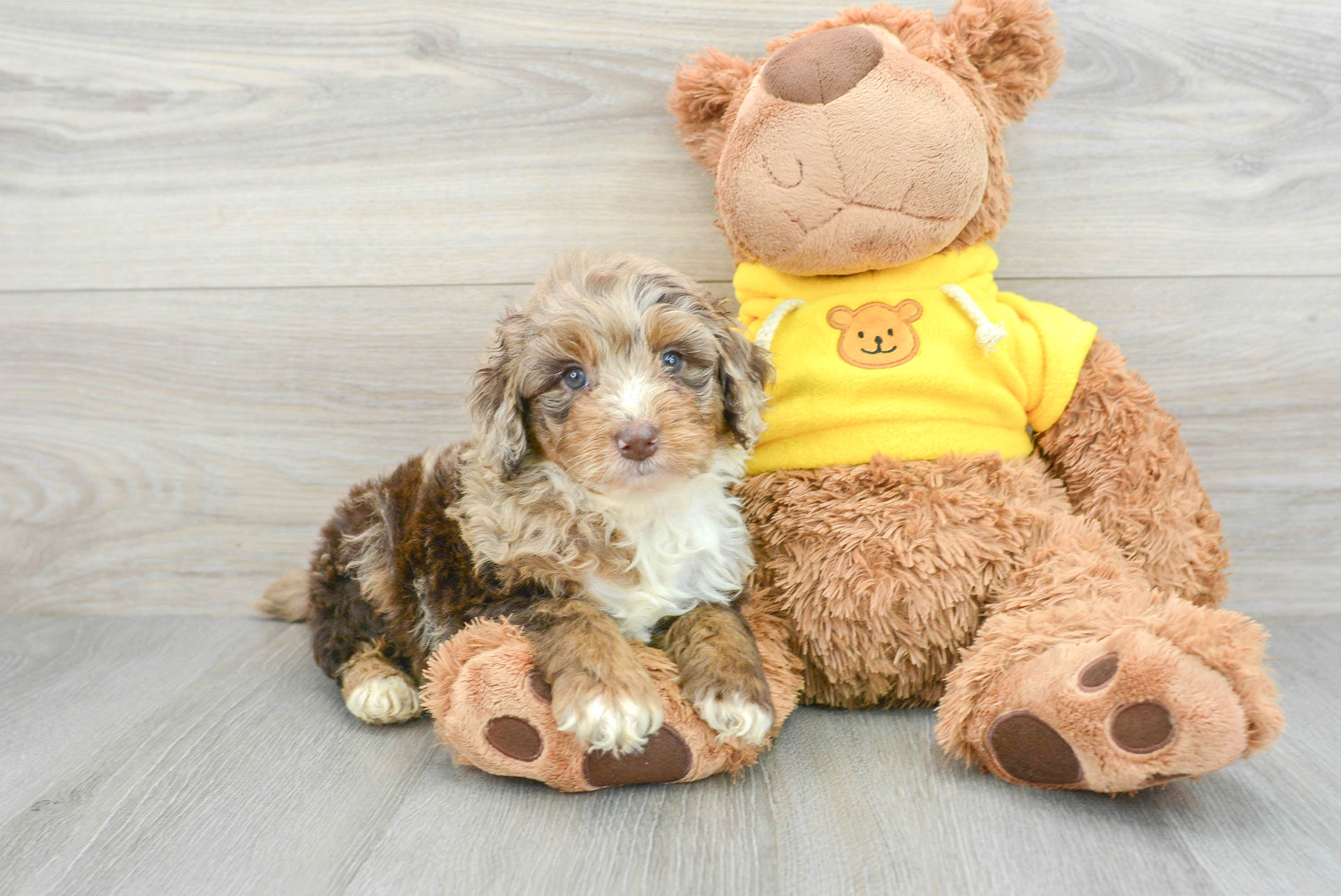 Cute Mini Aussiedoodle Panerai 7lb 1oz Doodle Puppy