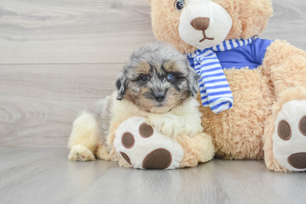 Mini Aussiedoodle Puppy for Adoption