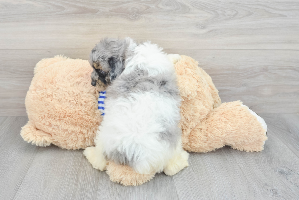 Smart Mini Aussiedoodle Poodle Mix Pup