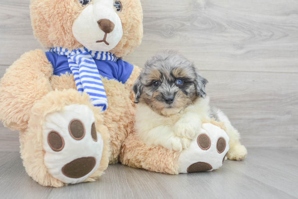 Petite Mini Aussiedoodle Poodle Mix Pup
