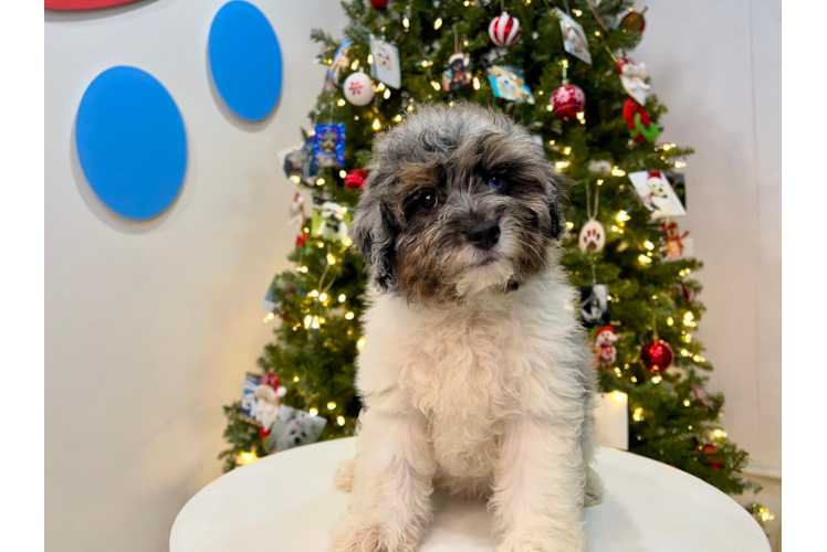Cute Aussiepoo Poodle Mix Puppy