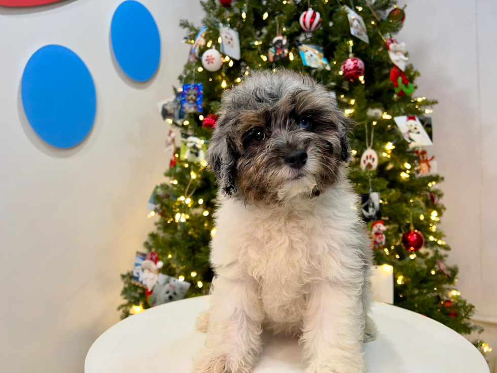 Cute Aussiepoo Poodle Mix Puppy