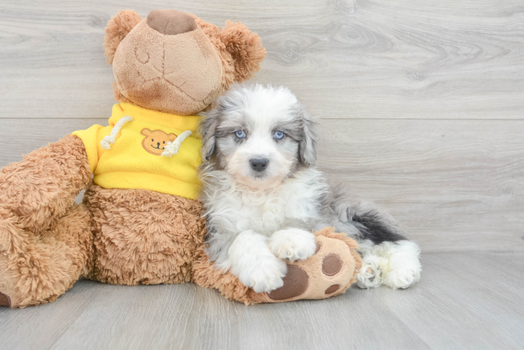 Meet Panerai - our Mini Aussiedoodle Puppy Photo 1/3 - Puppy Love PR Cute Mini Aussiedoodle Baby