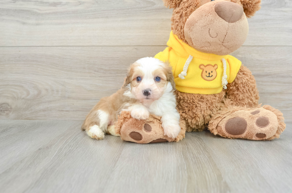 5 week old Mini Aussiedoodle Puppy For Sale - Puppy Love PR