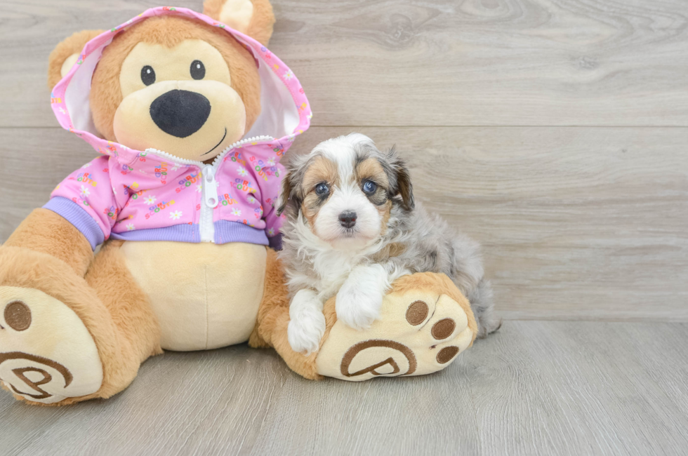 5 week old Mini Aussiedoodle Puppy For Sale - Puppy Love PR