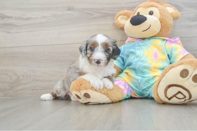 Happy Mini Aussiedoodle Baby