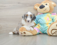 8 week old Mini Aussiedoodle Puppy For Sale - Puppy Love PR