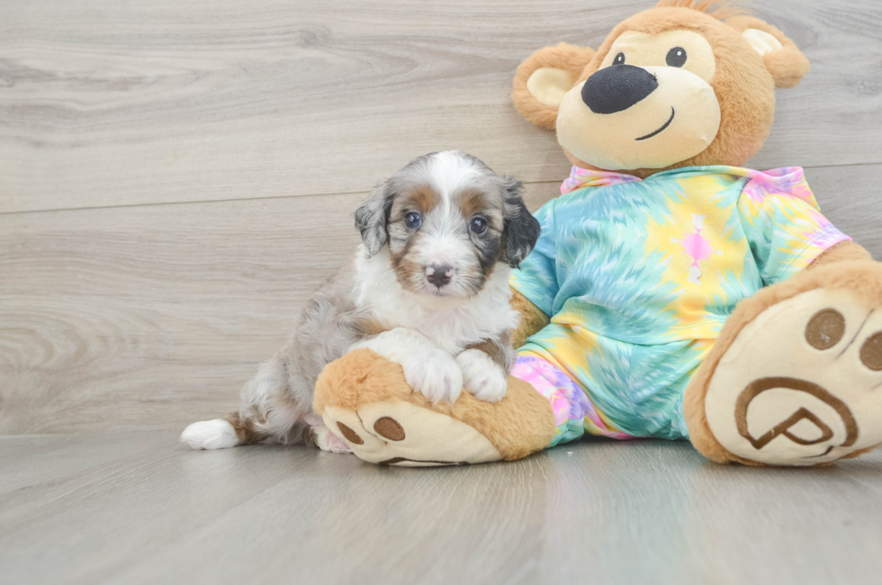 6 week old Mini Aussiedoodle Puppy For Sale - Puppy Love PR