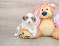 7 week old Mini Aussiedoodle Puppy For Sale - Puppy Love PR