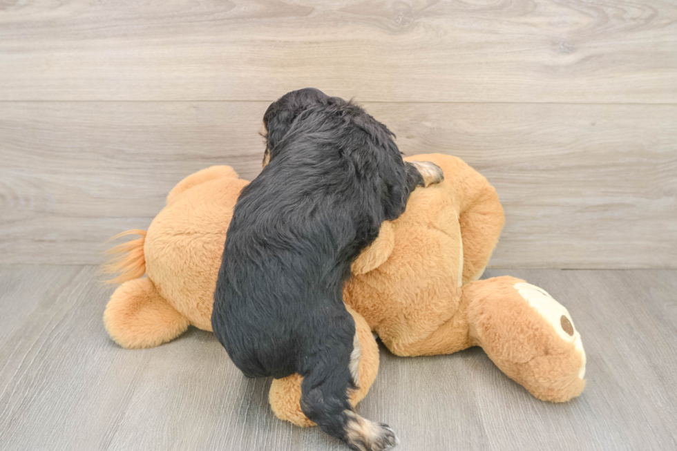 Mini Aussiedoodle Pup Being Cute