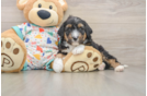 Small Mini Aussiedoodle Baby