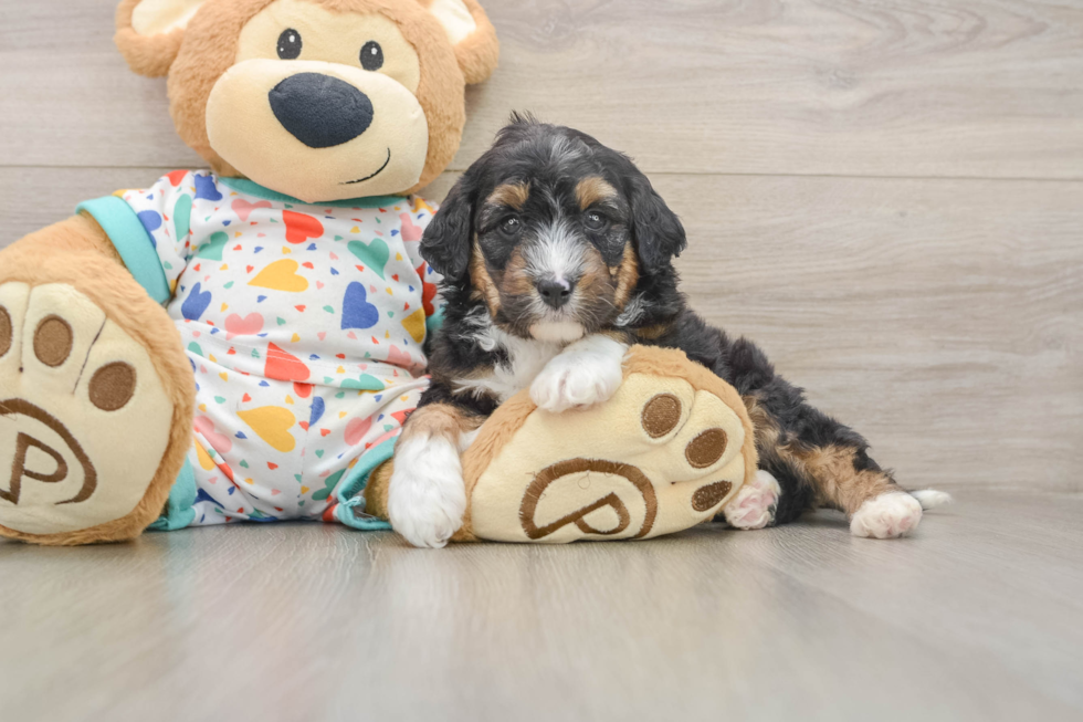 Small Mini Aussiedoodle Baby