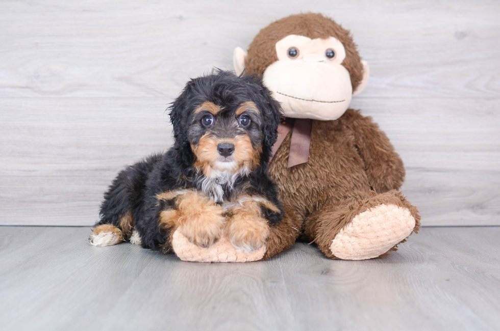 8 week old Mini Aussiedoodle Puppy For Sale - Puppy Love PR