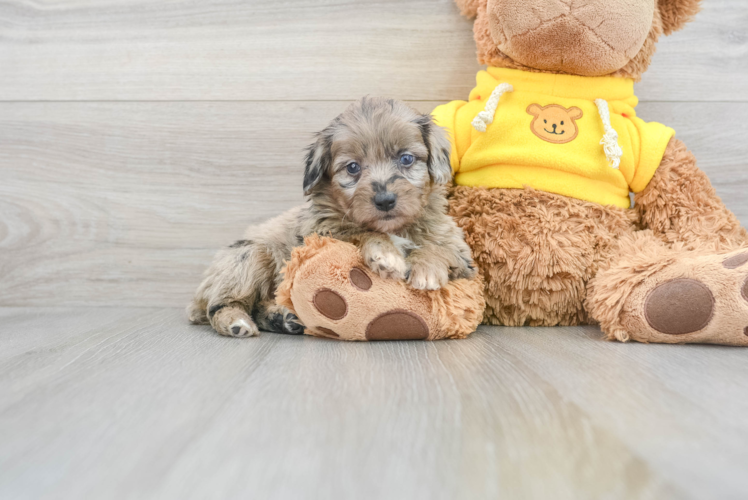 Meet Paris - our Mini Aussiedoodle Puppy Photo 1/3 - Puppy Love PR Best Mini Aussiedoodle Baby