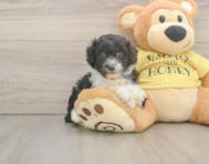 8 week old Mini Aussiedoodle Puppy For Sale - Puppy Love PR