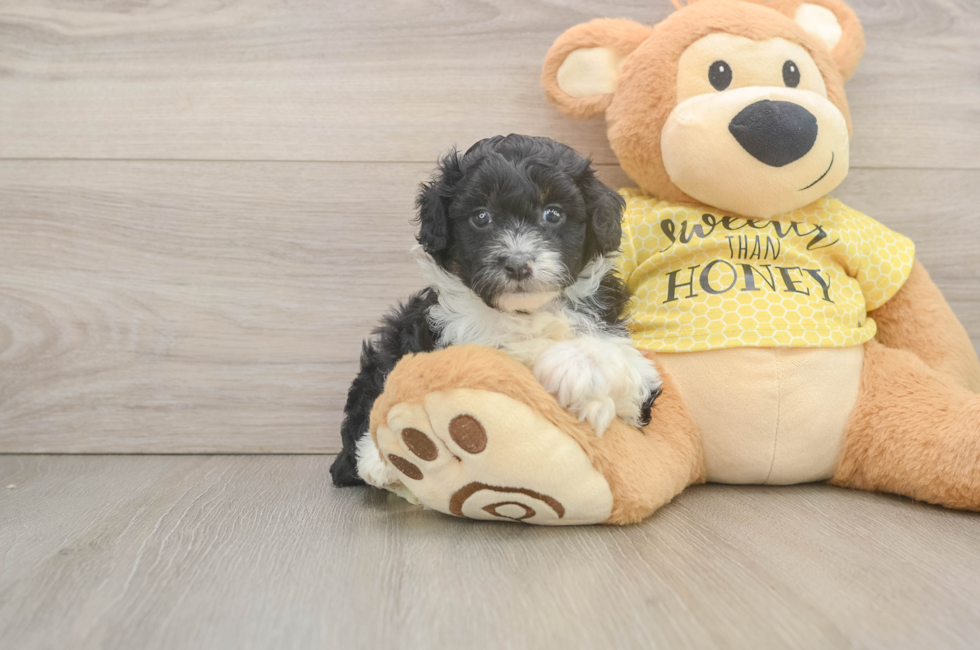 5 week old Mini Aussiedoodle Puppy For Sale - Puppy Love PR
