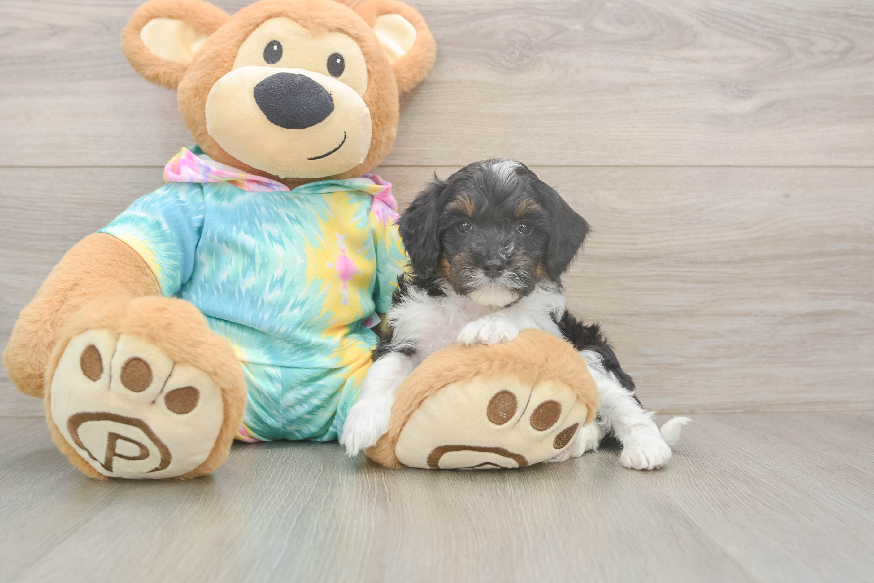 Mini Aussiedoodle Pup Being Cute