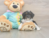 8 week old Mini Aussiedoodle Puppy For Sale - Puppy Love PR