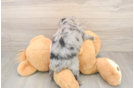 Mini Aussiedoodle Puppy for Adoption