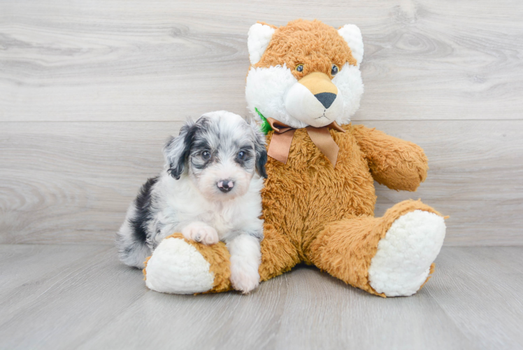 Meet Paris - our Mini Aussiedoodle Puppy Photo 1/3 - Puppy Love PR Mini Aussiedoodle Pup Being Cute