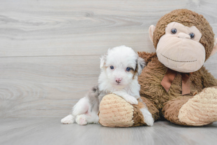 Meet Paris - our Mini Aussiedoodle Puppy Photo 1/3 - Puppy Love PR Mini Aussiedoodle Pup Being Cute