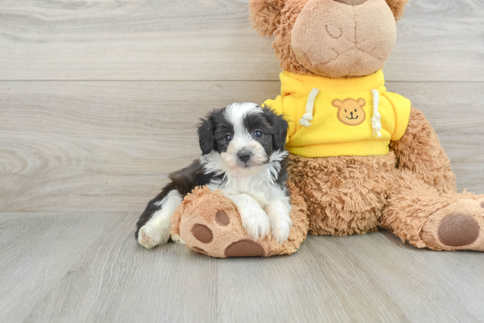 Best Mini Aussiedoodle Baby