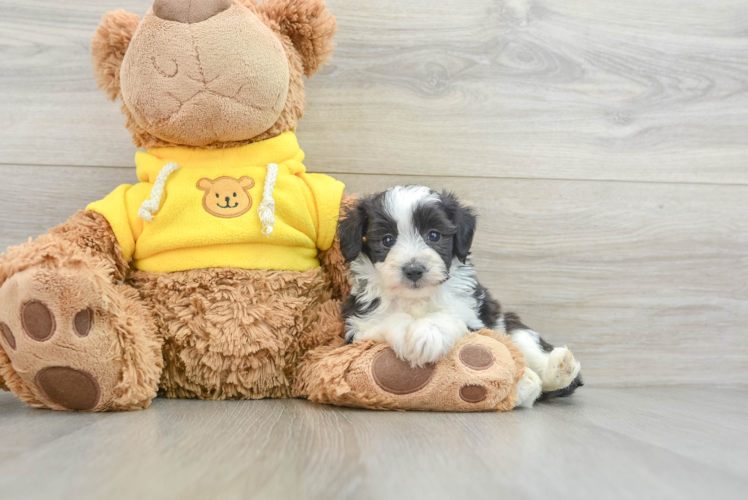 Meet Piada - our Mini Aussiedoodle Puppy Photo 1/3 - Puppy Love PR Mini Aussiedoodle Pup Being Cute
