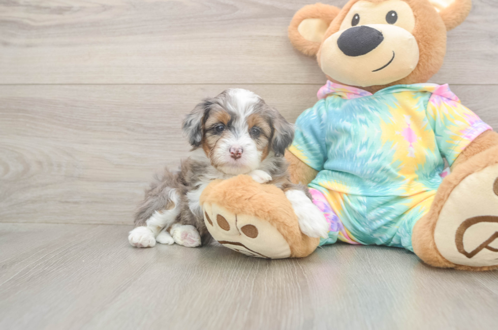 5 week old Mini Aussiedoodle Puppy For Sale - Puppy Love PR